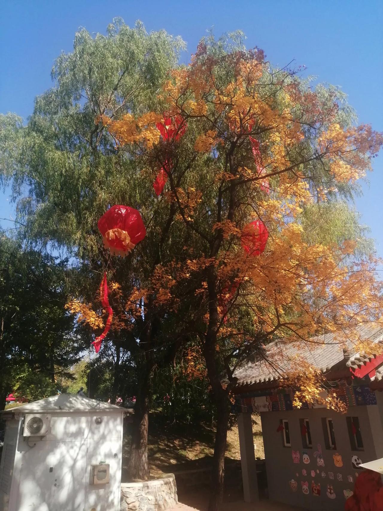 深秋到龙石，
美景招人迷。
只是时间紧，
看个大概齐。
游人不老少，
个个捧手机