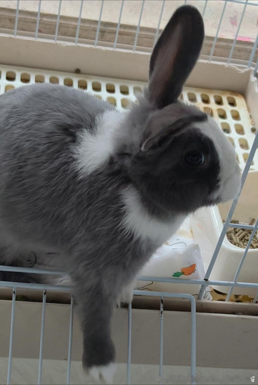13635🐇【狡猾】圈圈偶尔一脚滑 