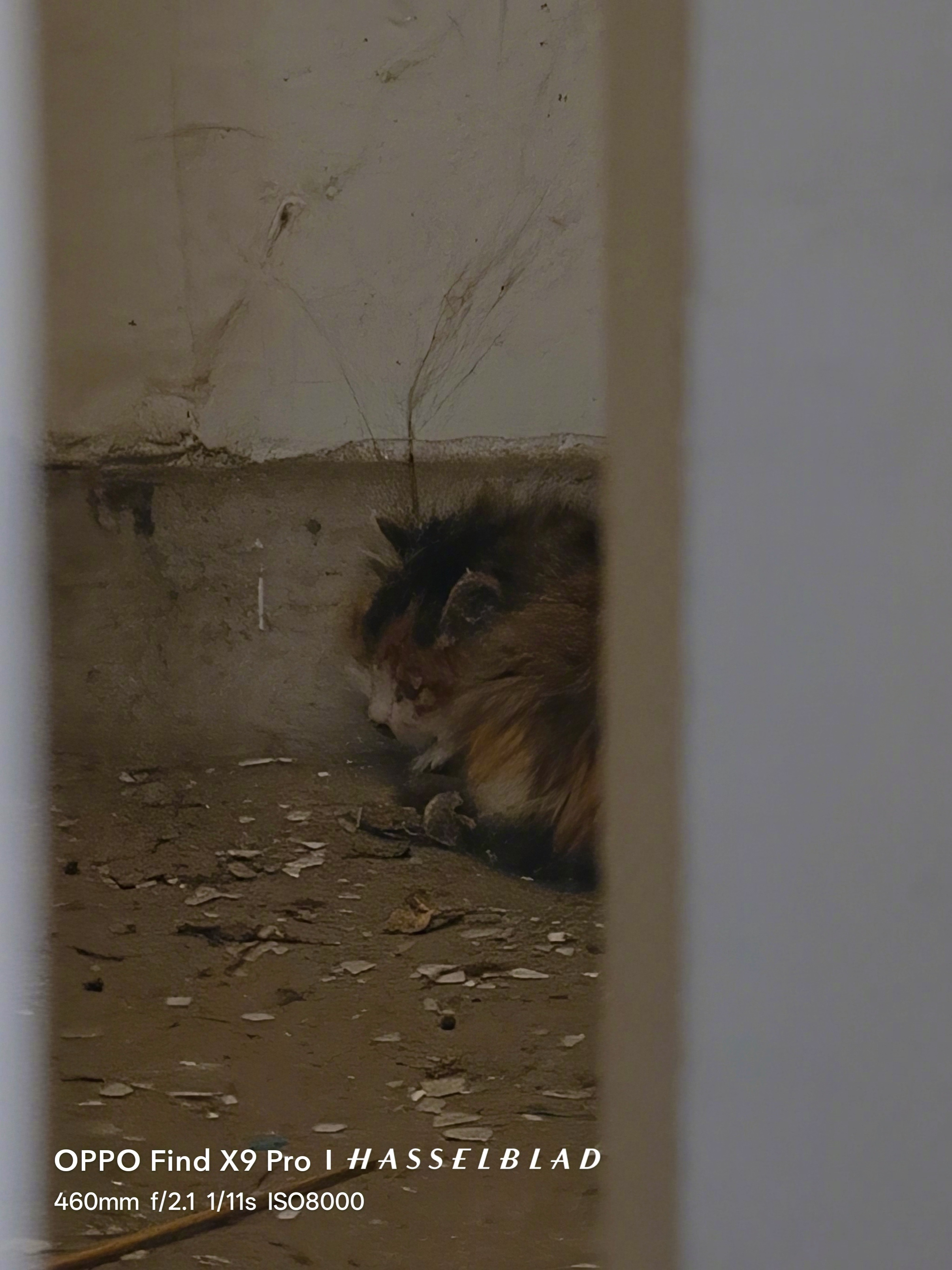 门口的三花今天下午叫个不停，出去看发现她的孩子掉到通风井里去了，目测至少有7-8