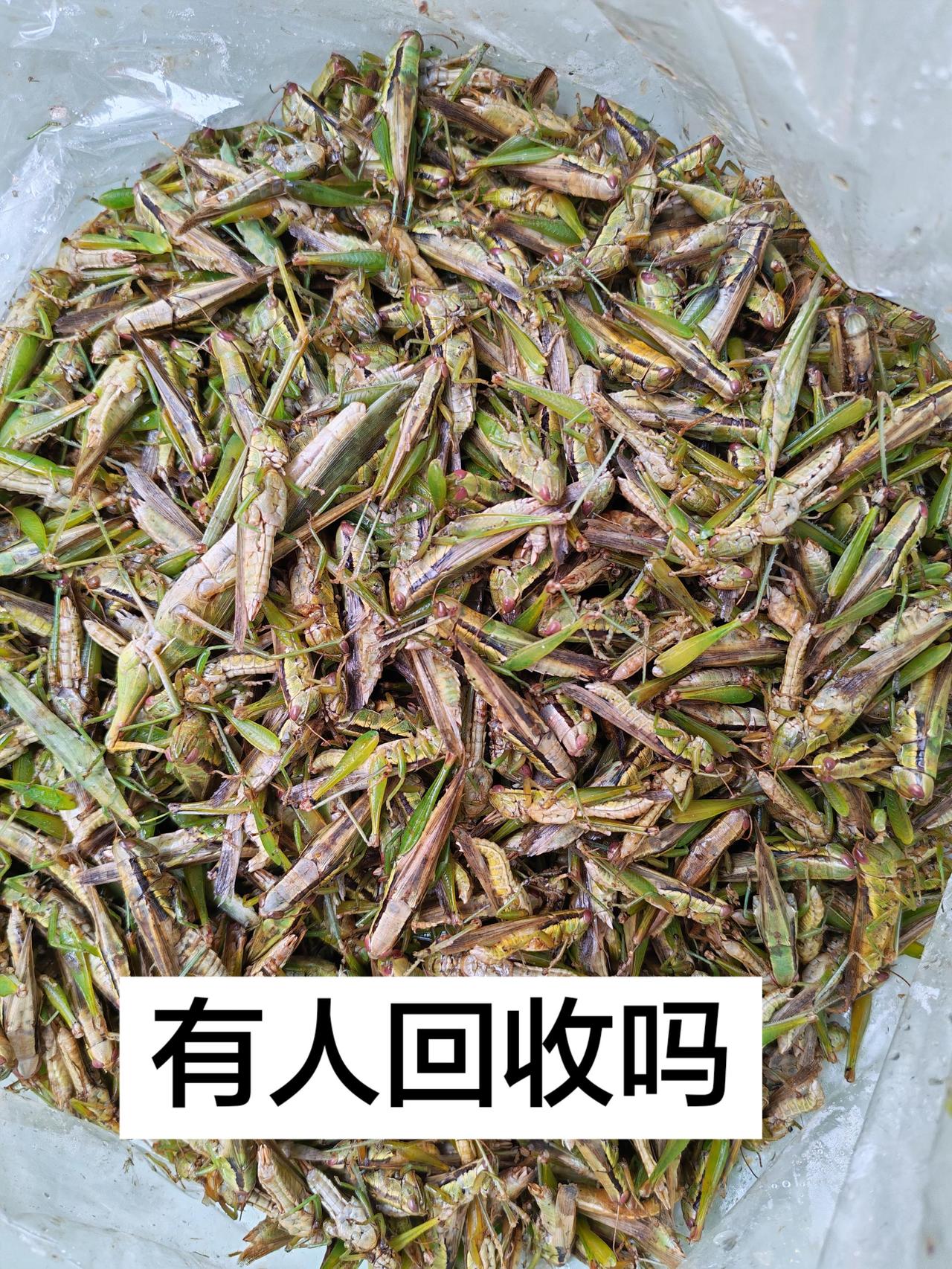 天气冷了还有点货，有没有人回收的