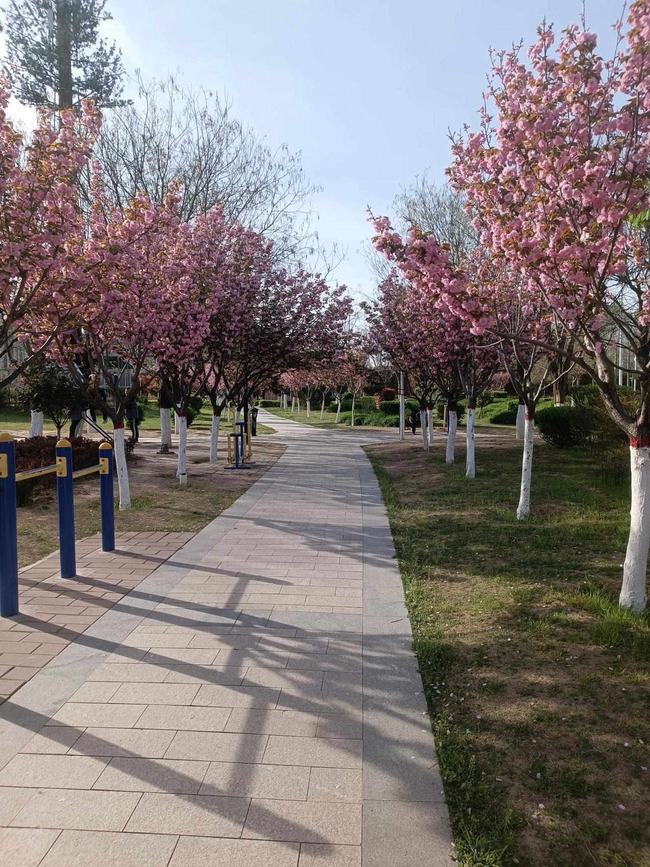 晨练打卡！小公园的春日太治愈了
 
马年的清晨，总爱泡在楼下的小公园里🌞。每天