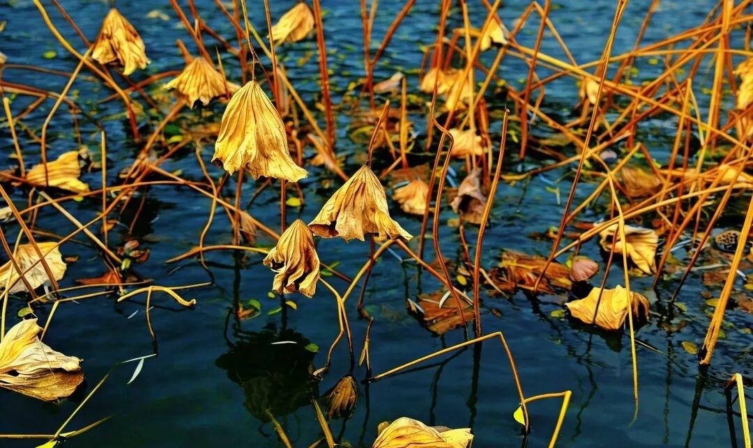 大雪：岁暮天寒问冬安

似水流年，忽而已冬。

好像十月小阳春才没多久，转眼又是