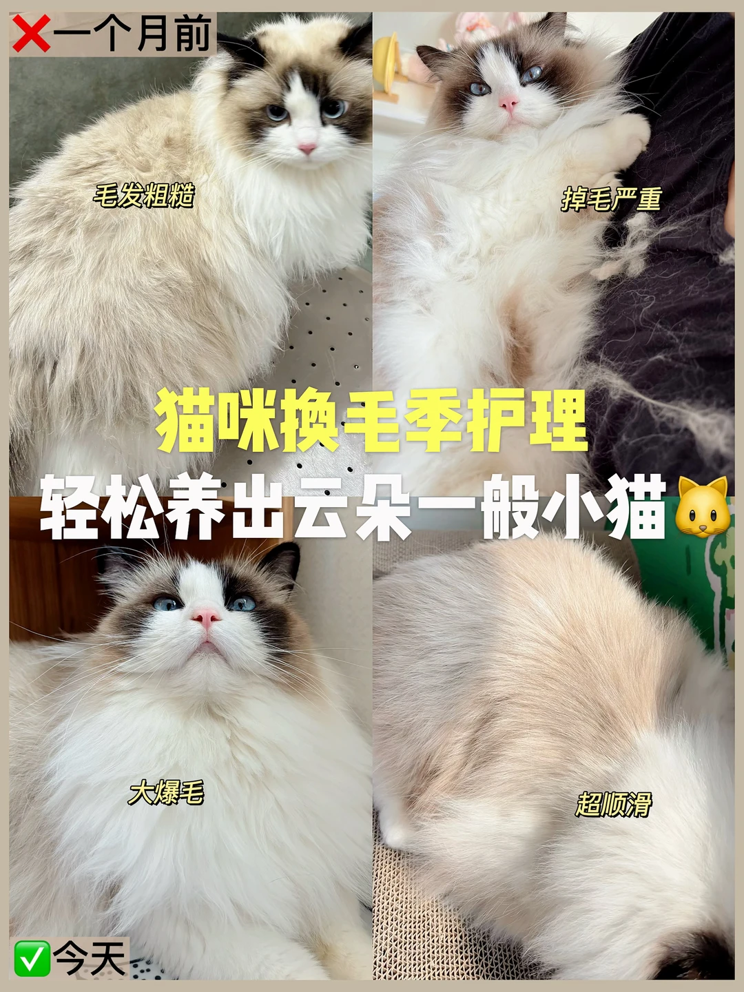 猫咪换毛季护理 | 轻松养出云朵毛发小猫☁️