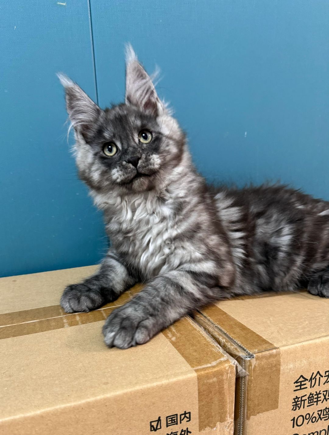高级灰缅因猫