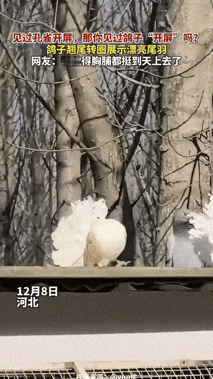 河北网友偶遇的这只鸽子，简直把“求偶界显眼包”焊在了身上！
        翘着