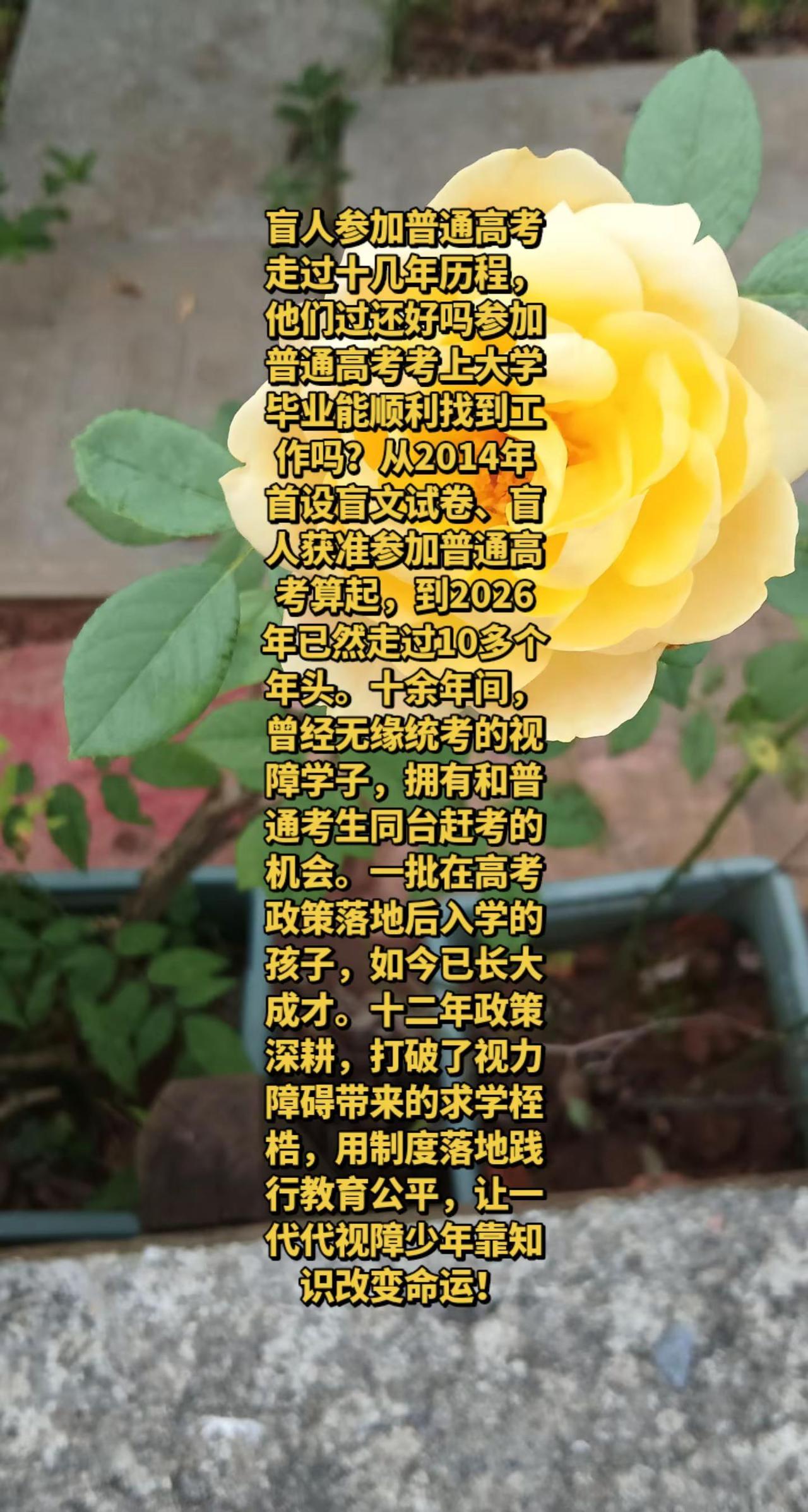 盲人参加普通高考，2026请为他们加油。黄色月季花太美了
