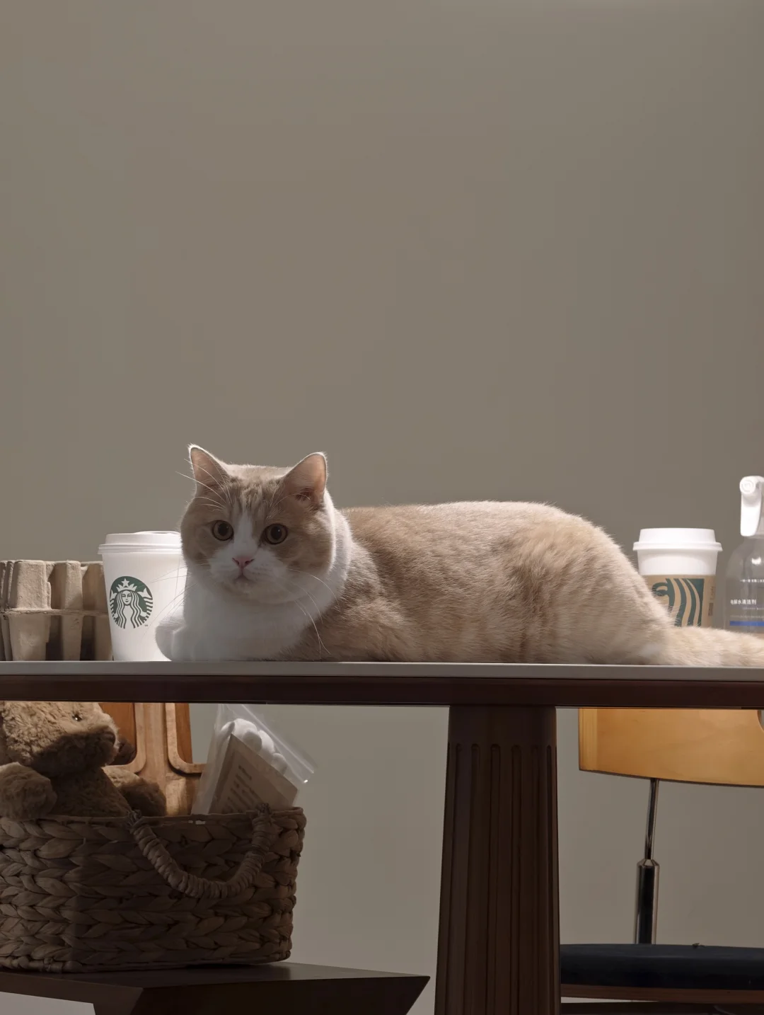 大面猫，刚出炉的，香喷喷，麦香味