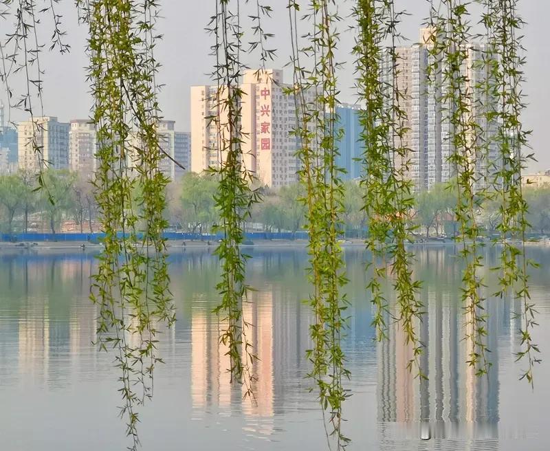 上联:一朵花开，你能写下联吗？下聯，万枝柳舞！[微风]