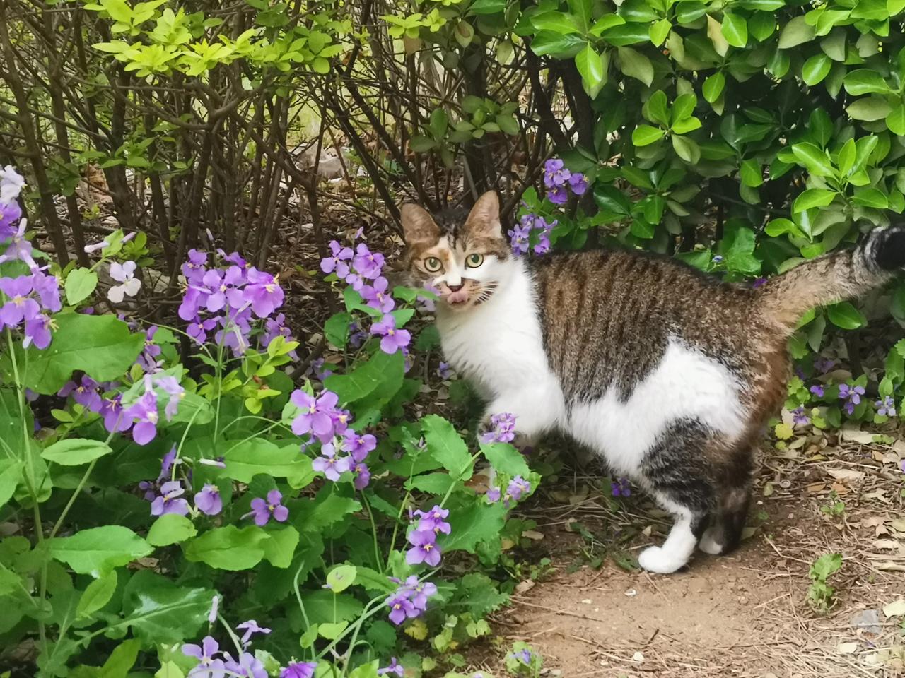 #晒晒你收养的流浪猫#我家现在有六只猫，都是收养的，这是其中的两只，这段时间因为