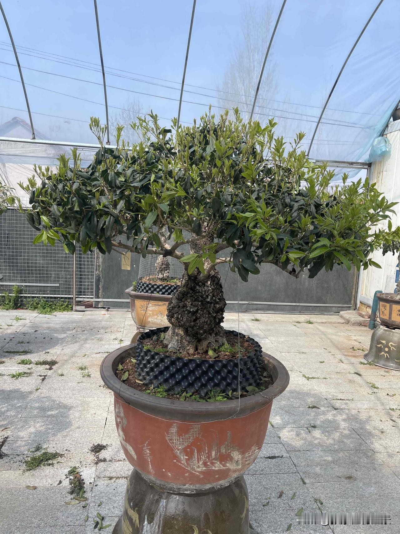 你知道庭院花卉盆栽有哪些配置品种桂花，风车茉莉可根据自己庭院具体设计，桂花寓意好