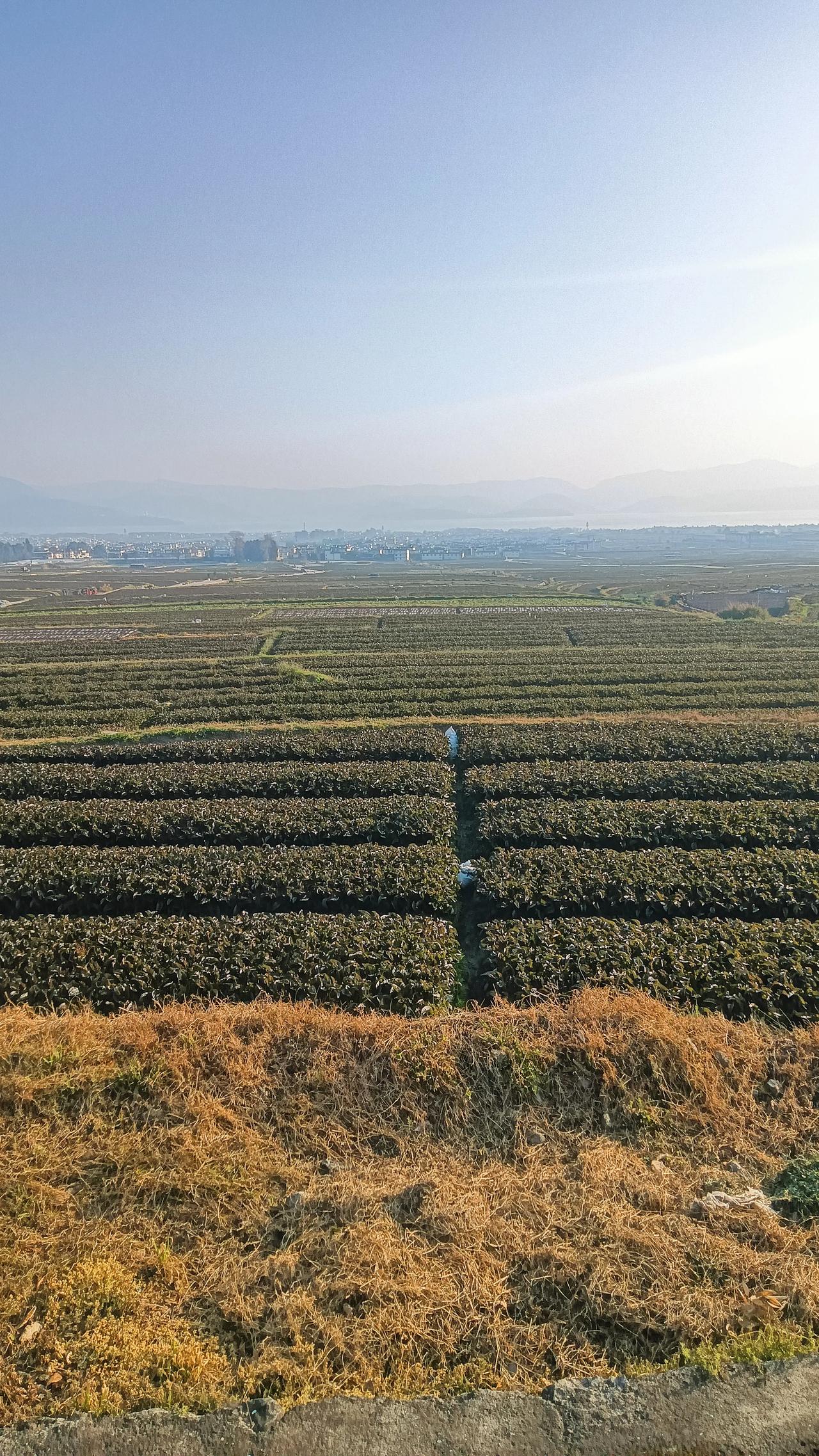 大理，中国的蔬菜基地。