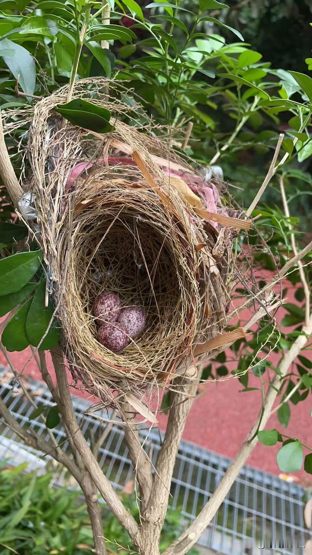 今天在果园偶然发现这三个小蛋蛋，不知什么鸟的后代，要不要拿一只自己来孵化，听老人