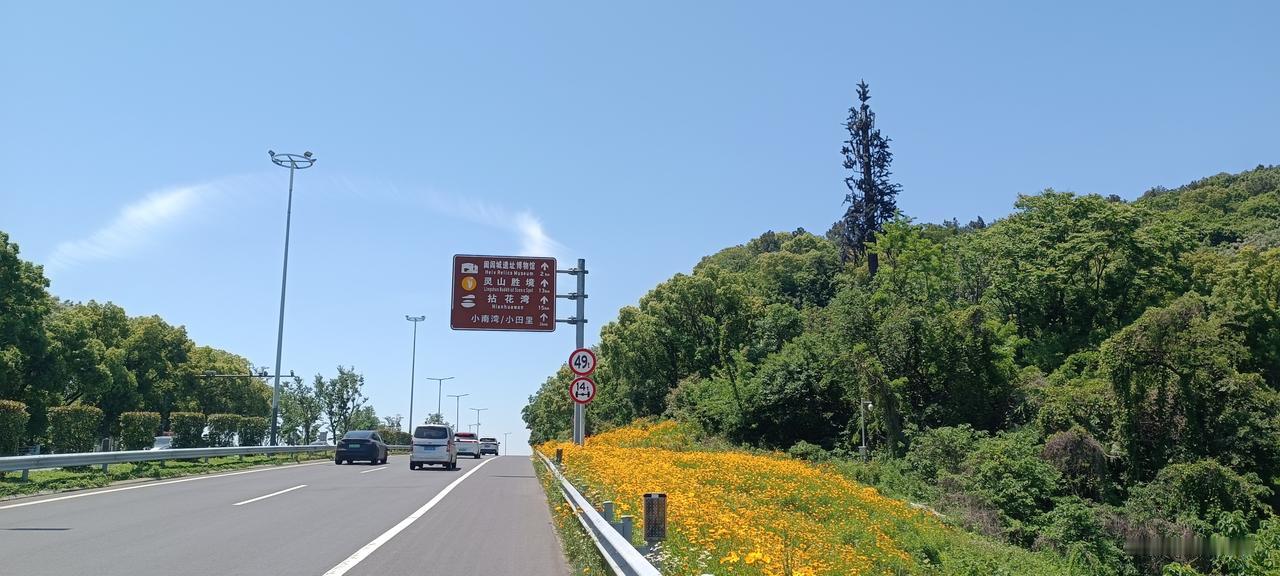 五月，属于金鸡菊，属于摩托车
五月的无锡，五月的无锡环太湖公路，满眼的金鸡菊。五