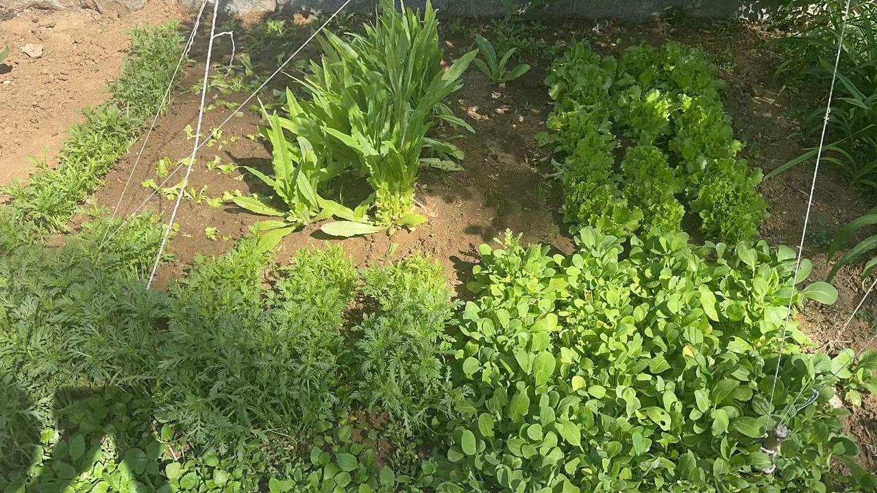 小院里的菜长势喜人，今年种菜实践很是成功，日常不用买叶菜了。很是开心
