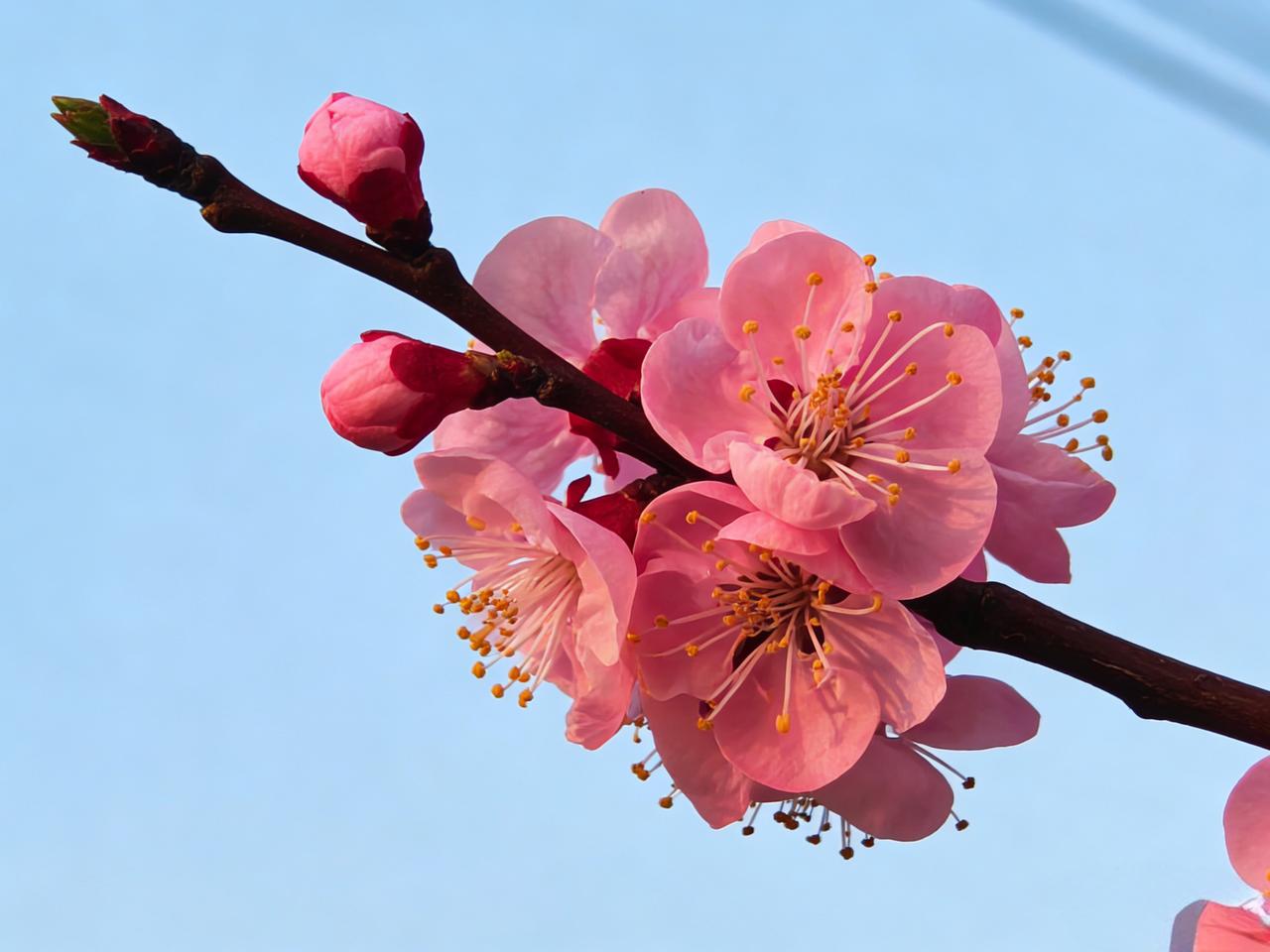 不必寻春，春已在枝桠间盛放。
每一朵粉，都是时光温柔的落款。