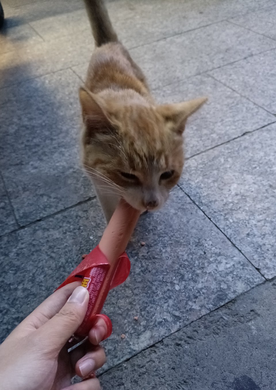 下班路上偶遇一只咪咪 