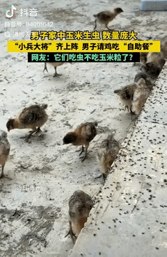 贵州，一大哥家储藏的玉米生虫，虫子多得能把院子地面染成黑色，还一股脑往屋里钻。大