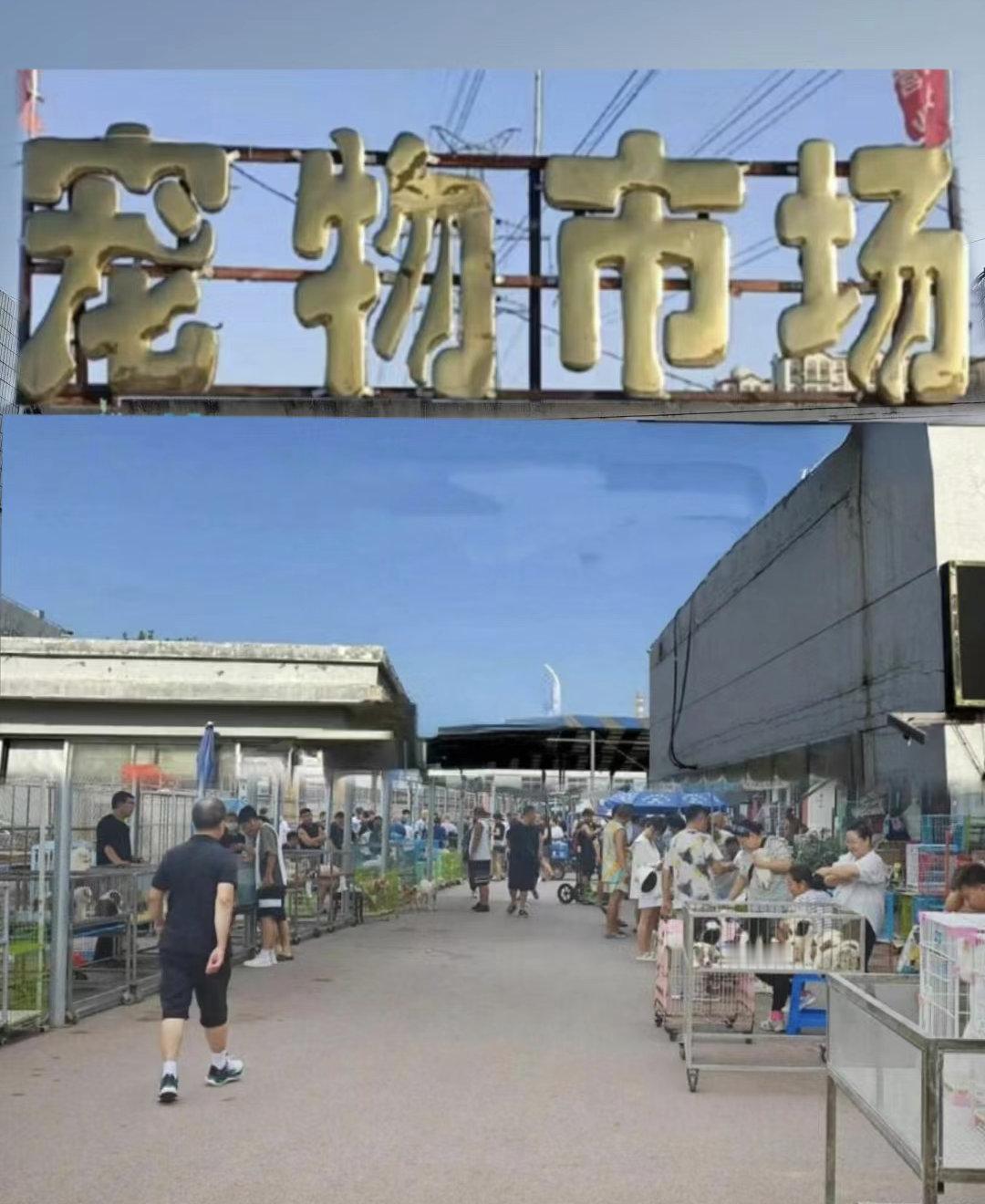 上海有门店卖狗狗麻辣烫25元一斤宠物市场未来会是一个很大的市场，怎么感觉自己突然
