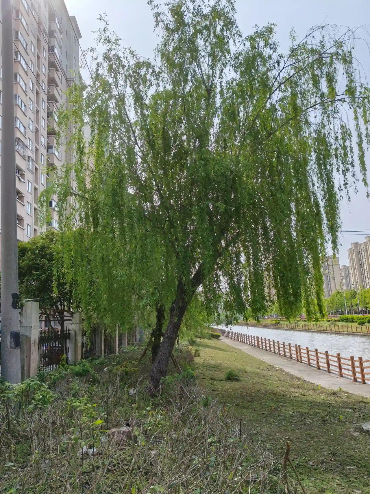 上联：青山环抱水如镜，
下联：绿柳荡漾垂似瀑