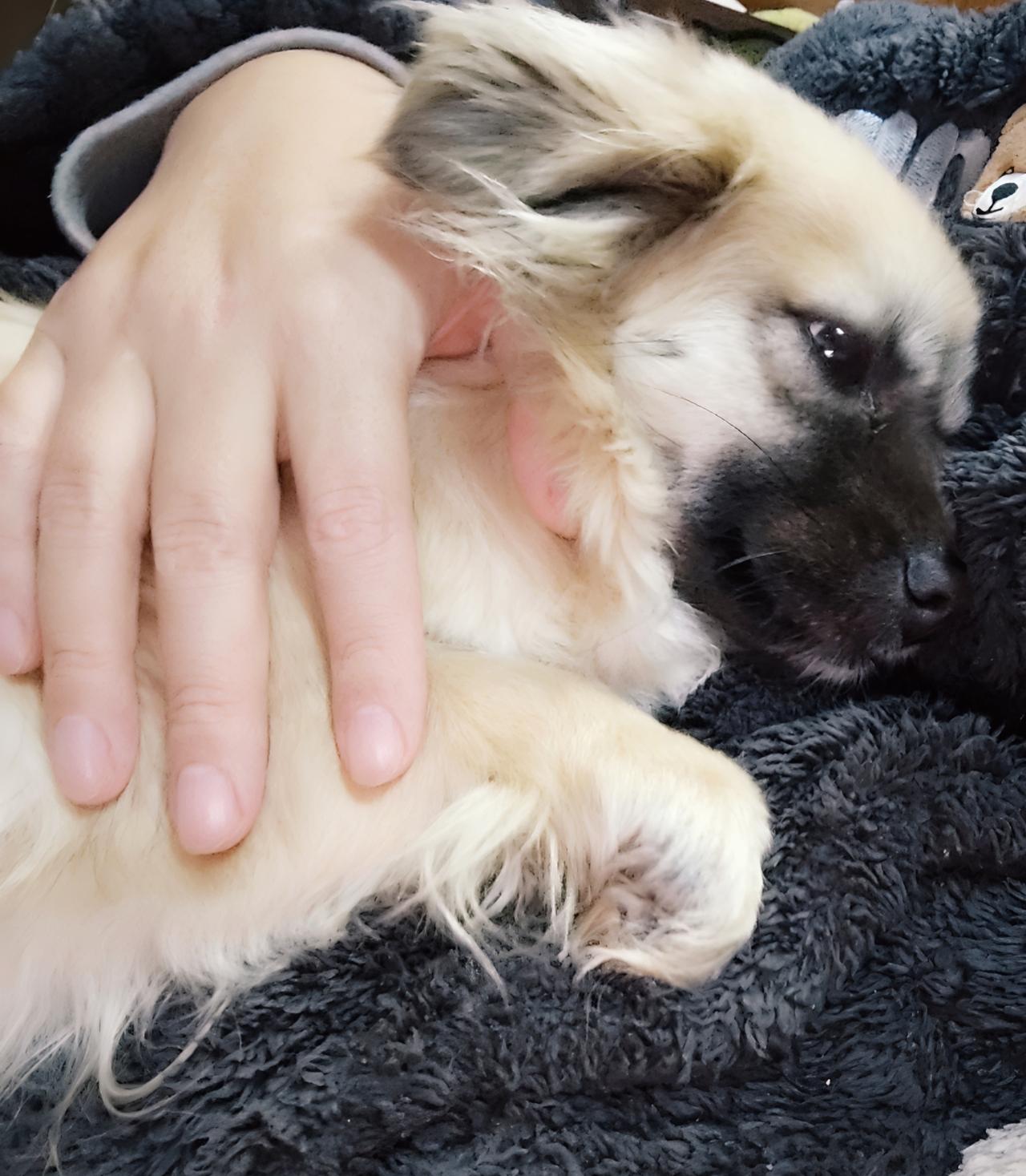 祝大家2026快乐，顺便给你们看看我的小狗。以后这平台咱们只能当朋友圈玩了。