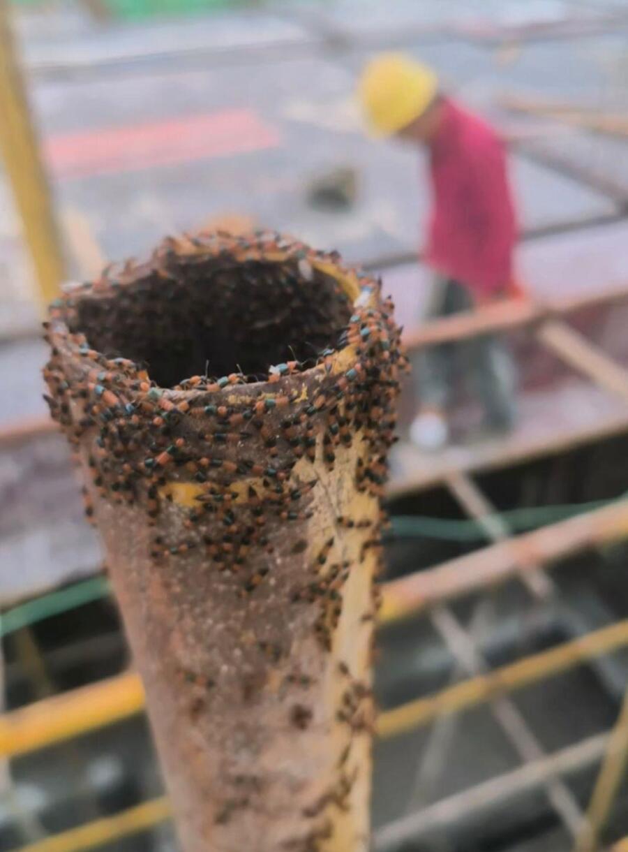 最近河南多地出现了“行走的硫酸”——隐翅虫，可把人害惨了。在洛阳一建筑工地，四五