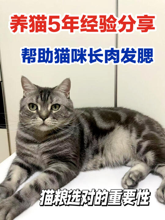 猫粮挑选秘籍，国产进口全解析