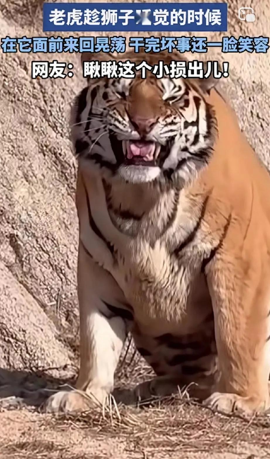 第一次见老虎笑！

动物园里狮子和老虎估计是一块长大的，狮子在睡觉。老虎凑上去了