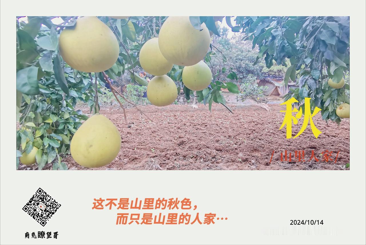 这不是山里的秋色，这只是山里的人家…