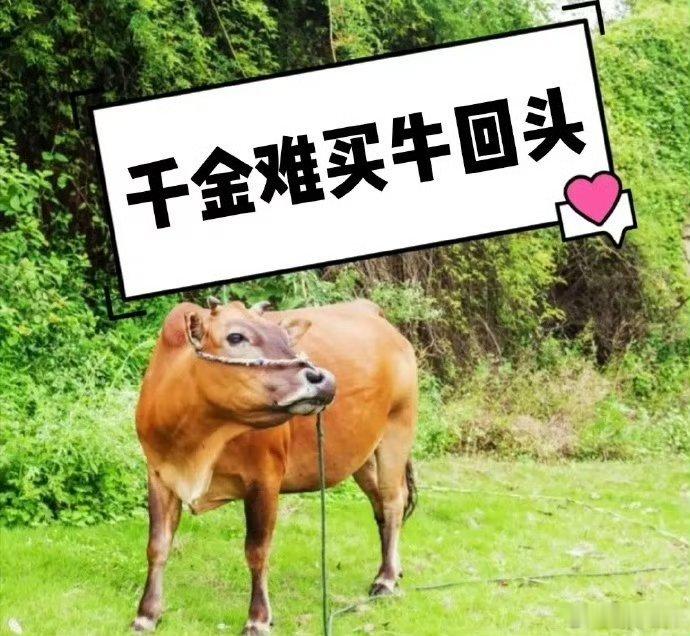 不要追涨杀跌：杨，发力前一根大阴线，这几天持续大阳大肉。安，昨天大阴线，今天反包