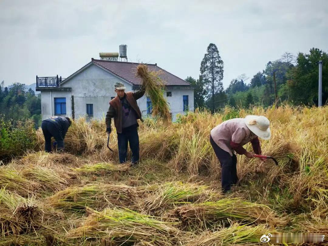 台州乡村靠颜值变现带动一方水土天台泳溪乡鎏金梯田成“流量法宝”，引摄影师和游客打