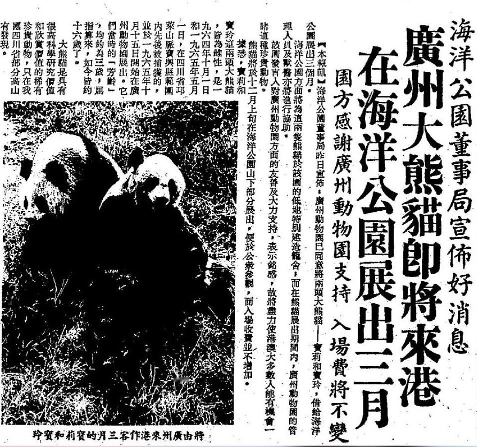 【来自投稿】1978年11月15日香港海洋公园宣布向广州动物园借来两只大熊猫展出