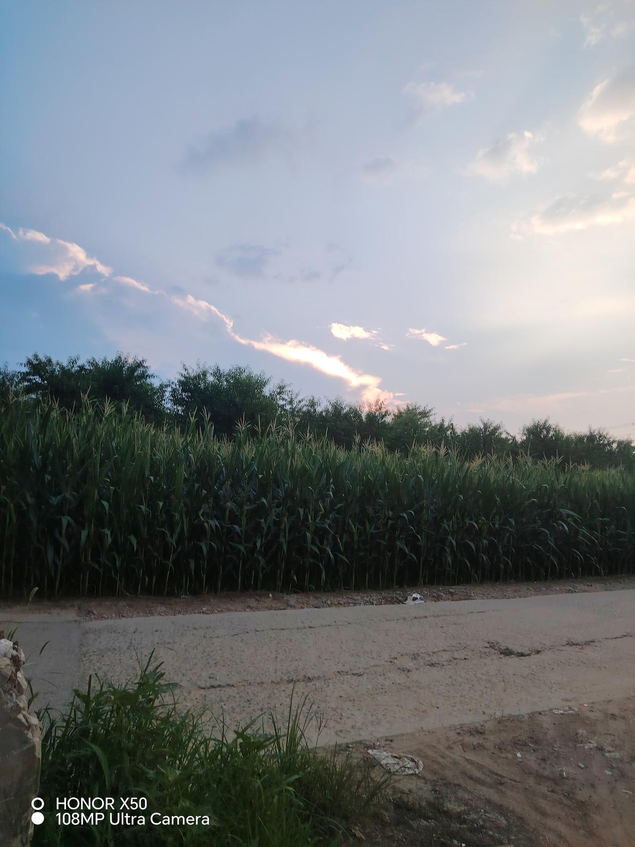 夏日生活打卡季傍晚的夏天，晚霞映红了天空，碧绿的田野一眼望不到边，夏天太美了！