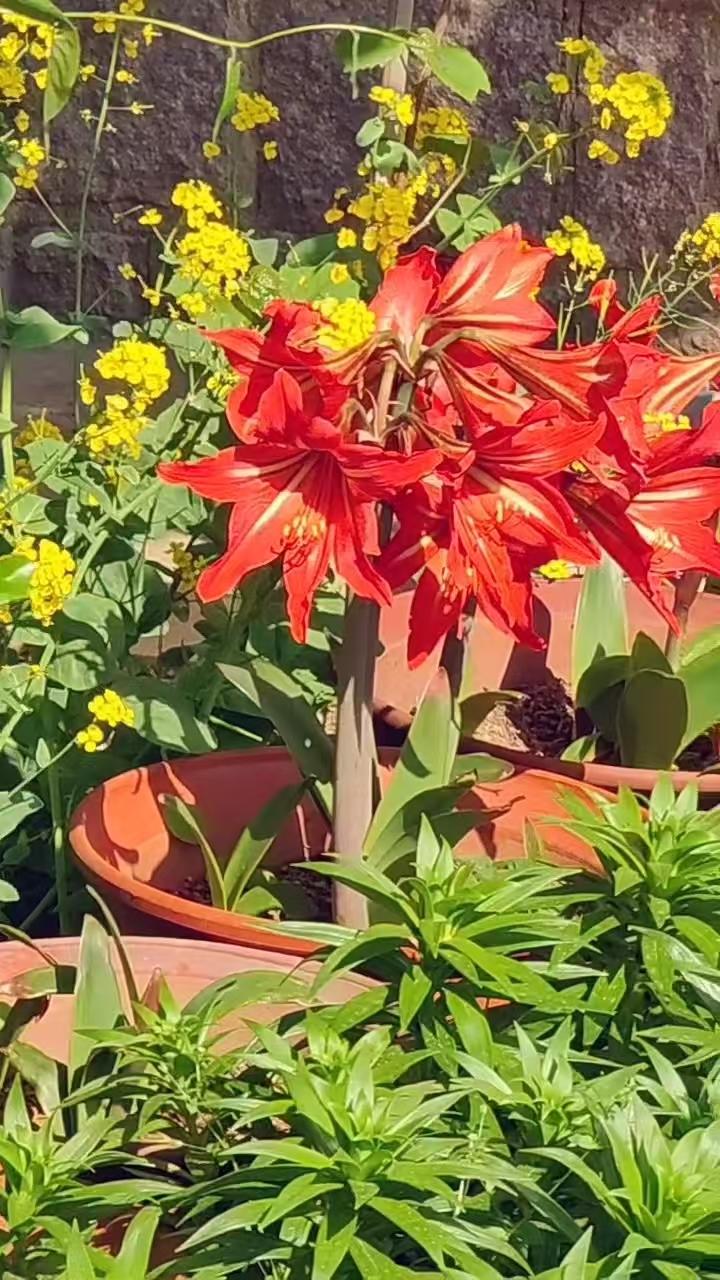 七绝四首·2590
——拍摄视频频生灵感
作者/平常心
（2026.4.27.8