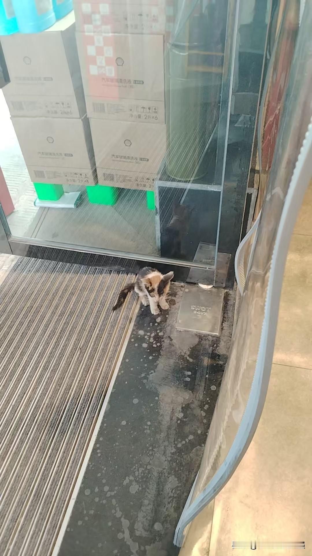 终于给它找了个家！
感谢好心人！
今天上夜班，在加油的时候，听到猫猫的叫声。忙空