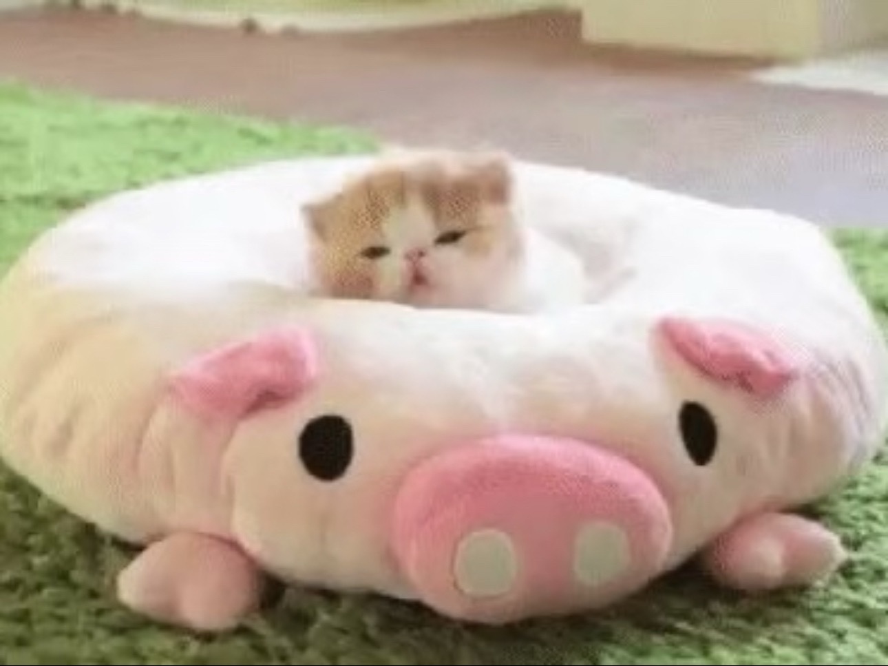一只猫正在压力一只猪 