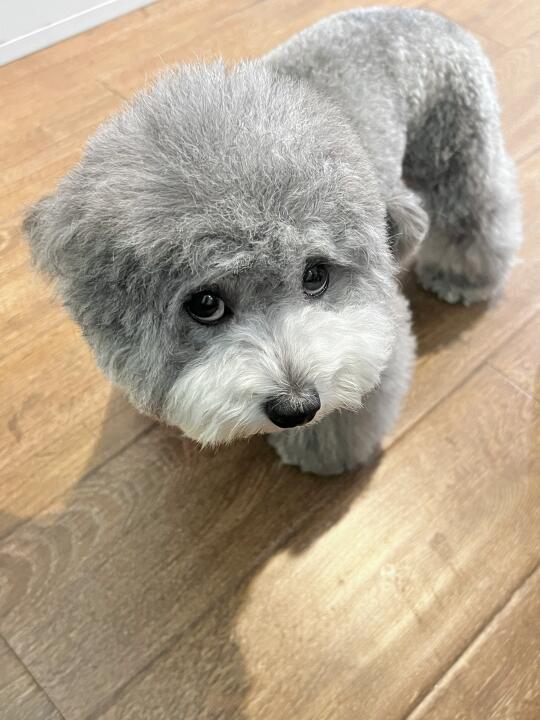 全国小狗犯错后的统一表情