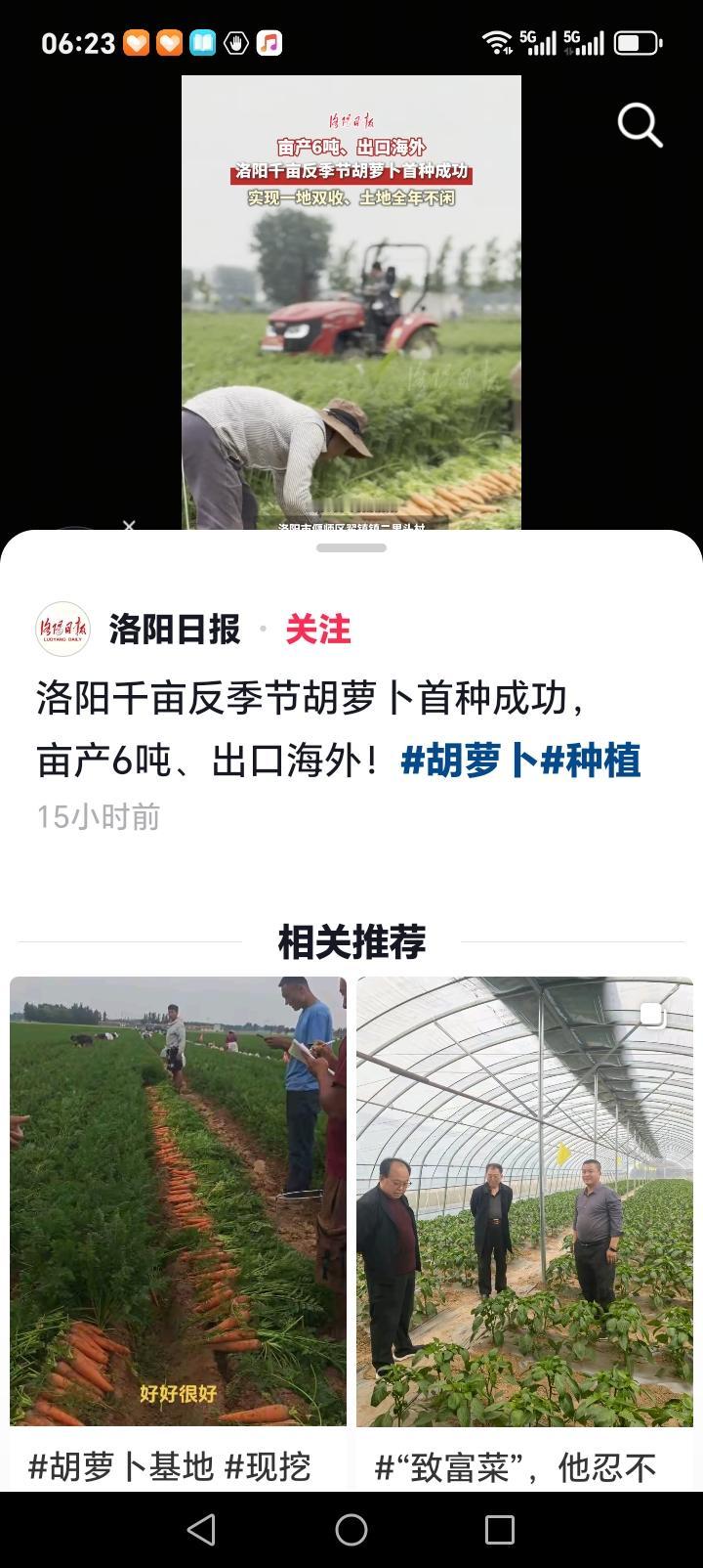 洛阳的朋友们好消息来了近日，洛阳市偃师区首种反季胡萝卜获得丰收，每亩产量达到6吨