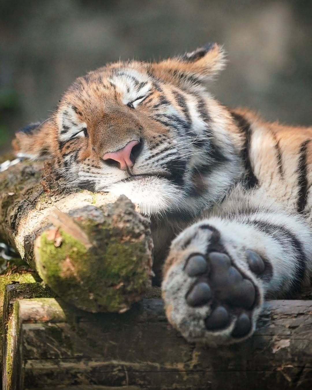 /ᐠ ◝ ˕ ◜マ🐾 