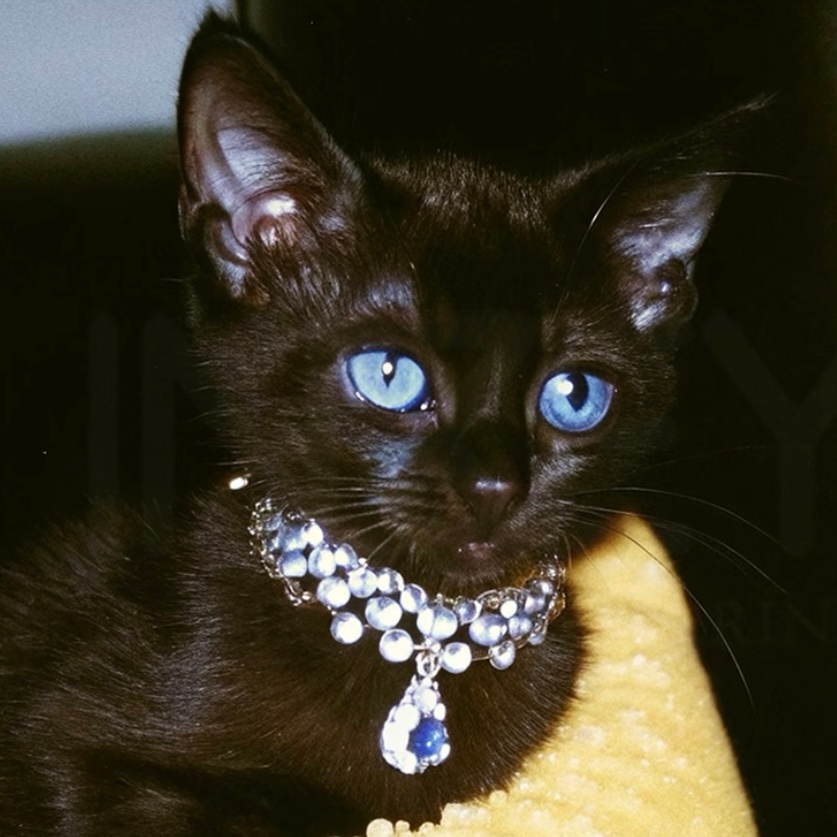 【10679】🐈⬛ 