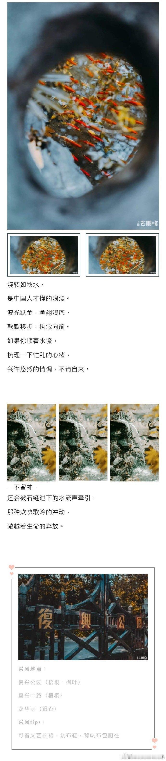 #上海吃喝玩乐fun# 『每当银杏泛黄时，魔都便成了申城』🍂 ​​​