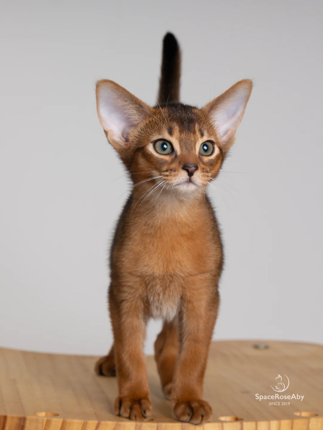 难道...你是天线宝宝？