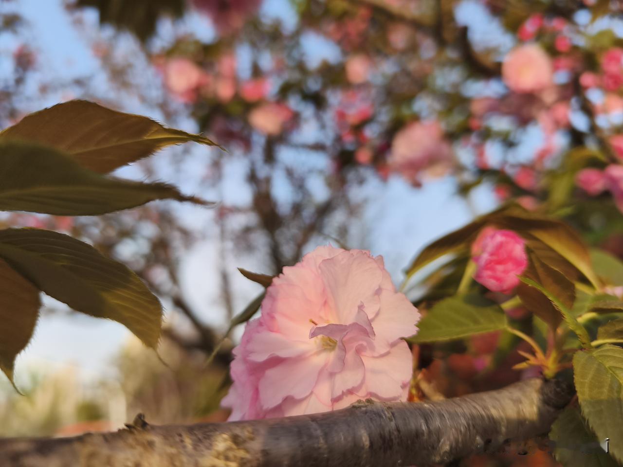 如何拍出最美的花
春天里不论是路边还是公园的花都很多，一样品种的花更多。但由于拍