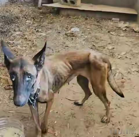 广西一马犬被洪水冲走10天，历尽艰险自行回家，50斤瘦到仅剩20斤，主人泪崩：它