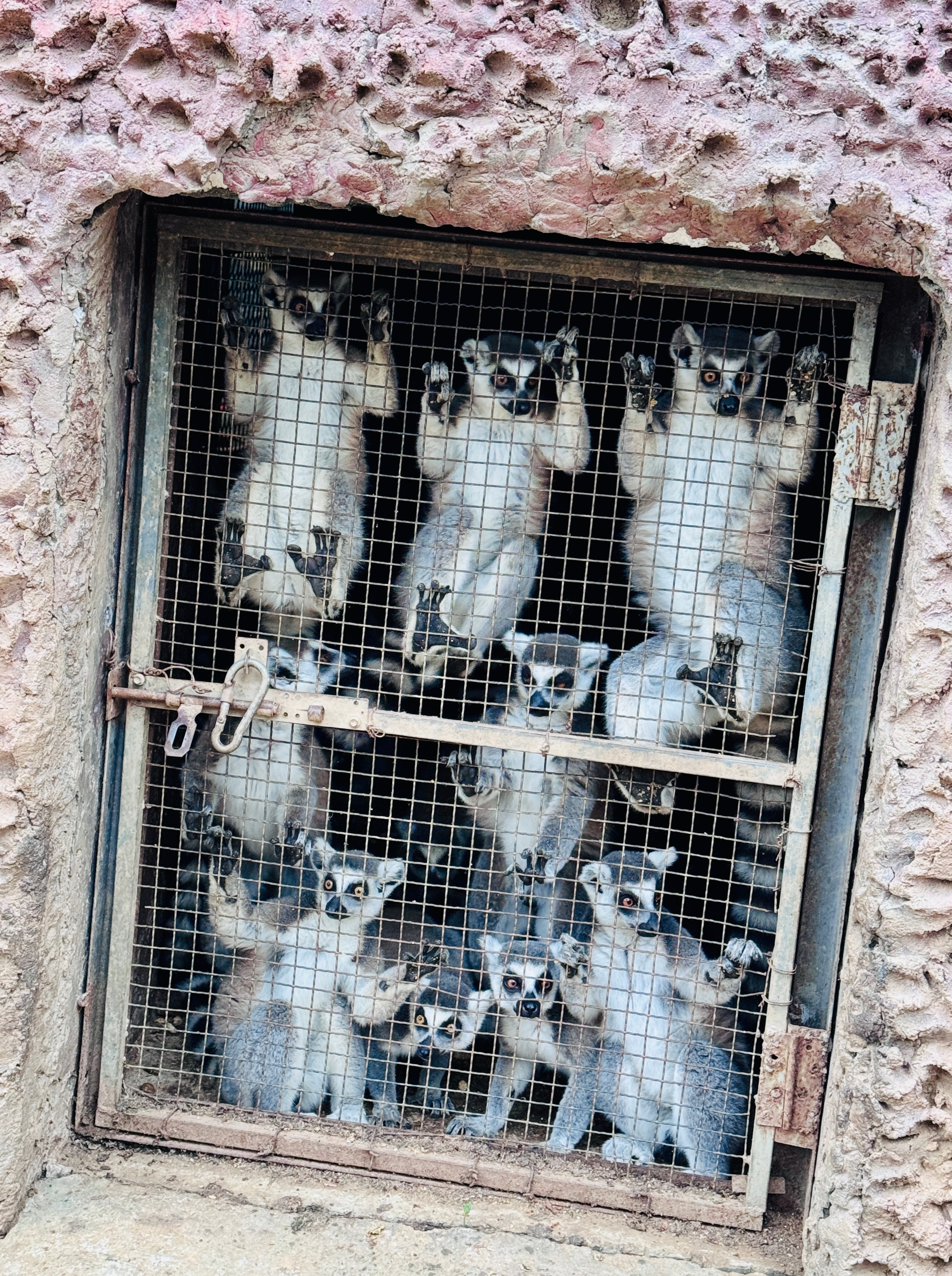 《窗》细密的铁丝网禁锢住身躯，几只环尾狐猴趴在围栏边，目光悠远地望向外界。环纹长
