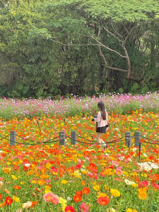2.14实况📷广州本周最值得逛的春日赏花路线