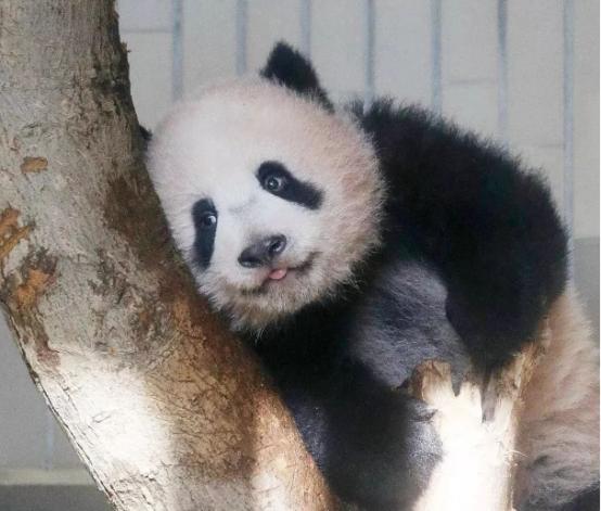 最后关头，高市政府通告中国，希望送回大熊猫，中方误判了日本？
 
东京都政府最近