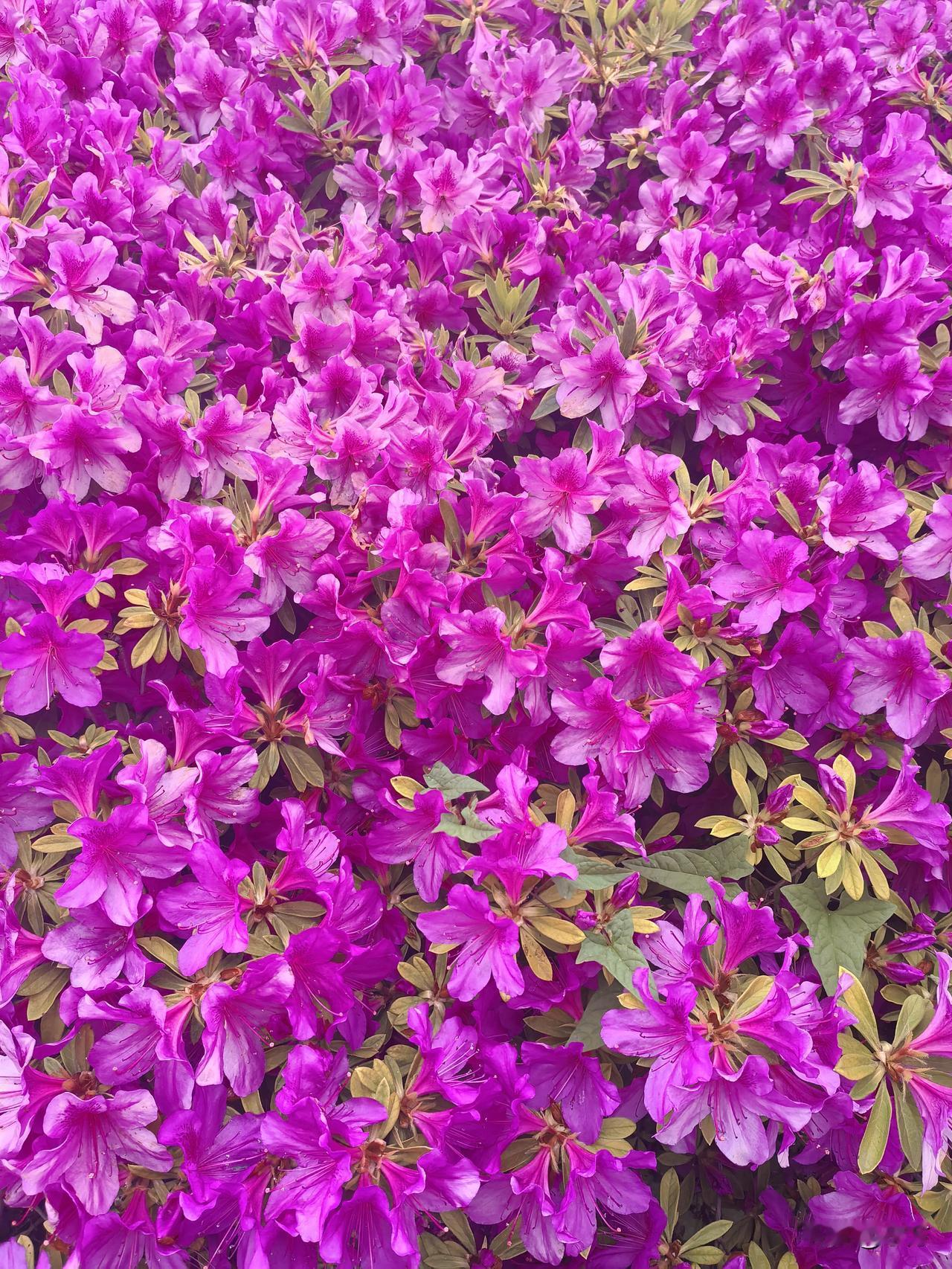 晒图笔记大赛 梦幻般的各色花海，美得令人窒息！🌸💜