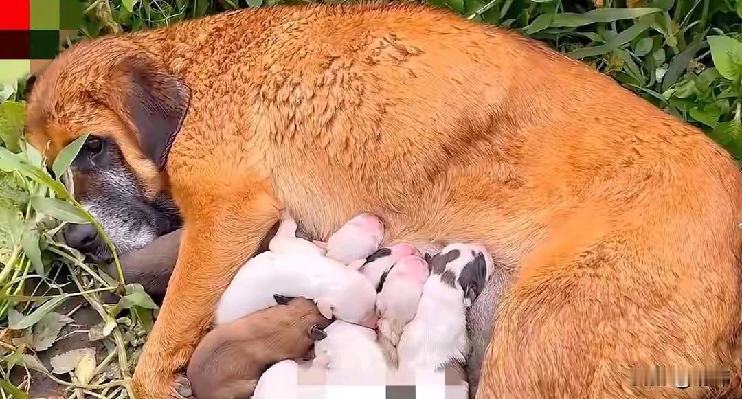 泪目了！一位老人生活在一个村子里，他种了几块菜地，也是过着毫无压力地生活，每天起