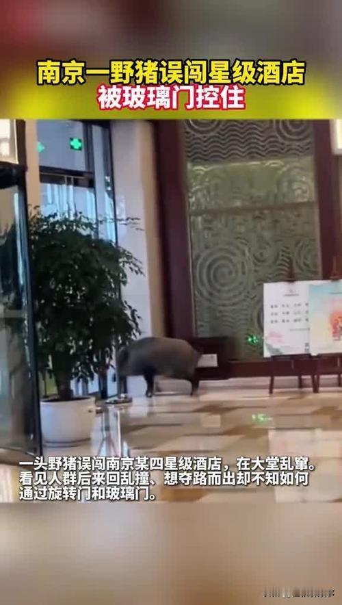 南京一野猪误闯星级酒店，这6点让人意外。
1.酒店安保系统竟然没能及时发现并拦截