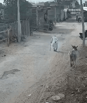 印度街头的“神牛”，真把活人往死里顶！

印度一老头，家门口散个步，拄着拐棍慢慢